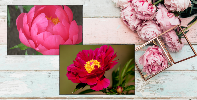 Two photographs of pink peonies on a barn board sign with peonies and frames