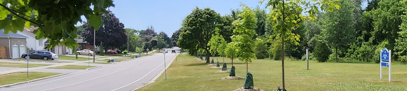 Newly planted trees along City road allowance