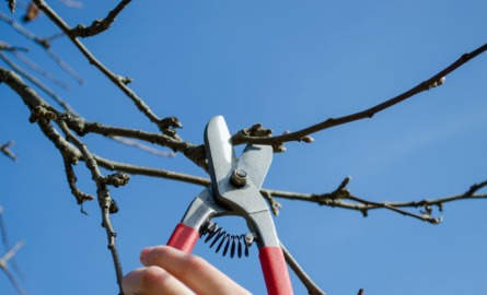 Tree trimming