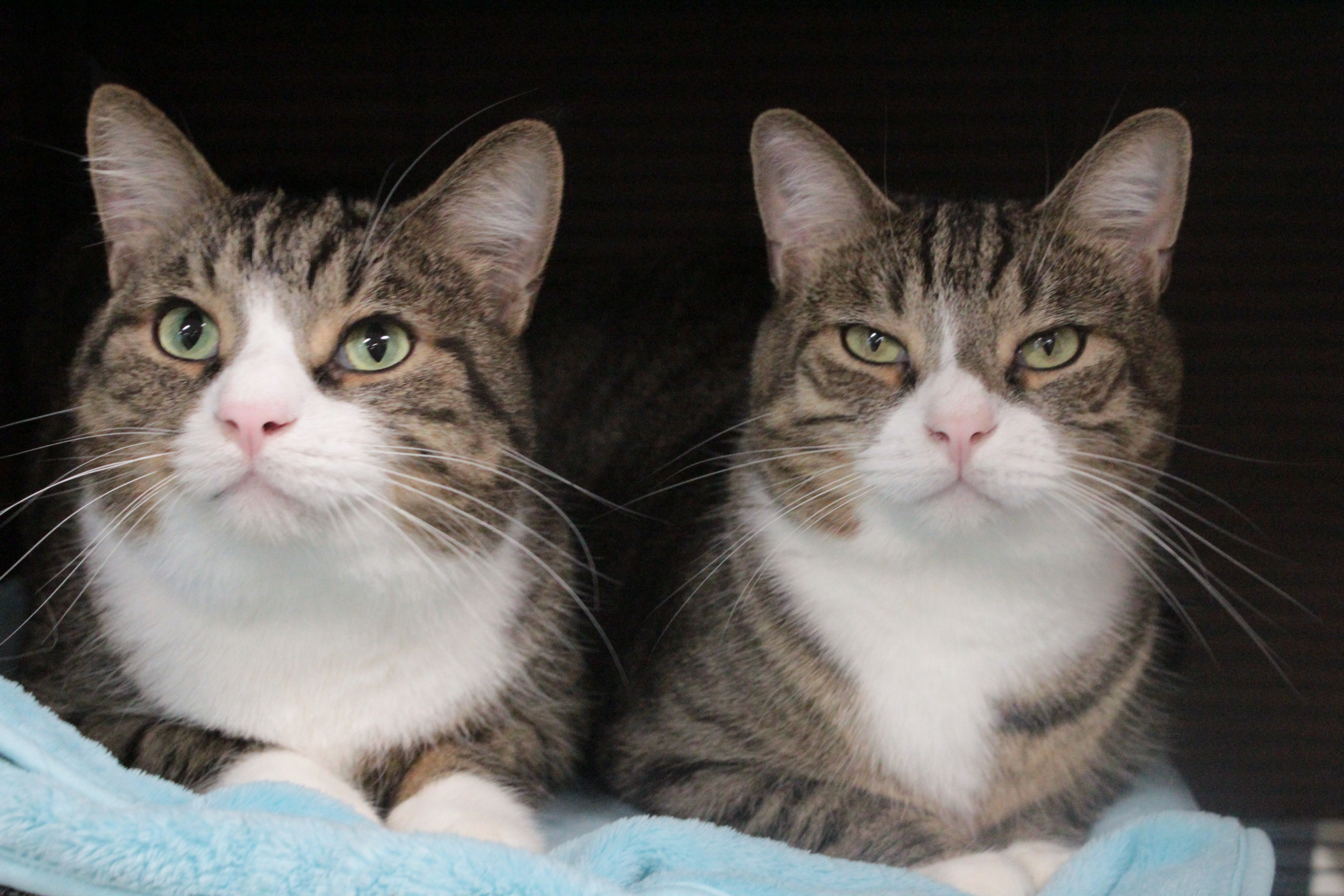 Two tabby cats sitting on a blue blanket