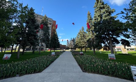 Red dresses hanging in front of the entrance to City Hall marking M.M.I.W.G.2.S.+