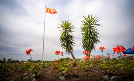 Truth and Reconciliation Flag flying high at Ed Broadbent Park