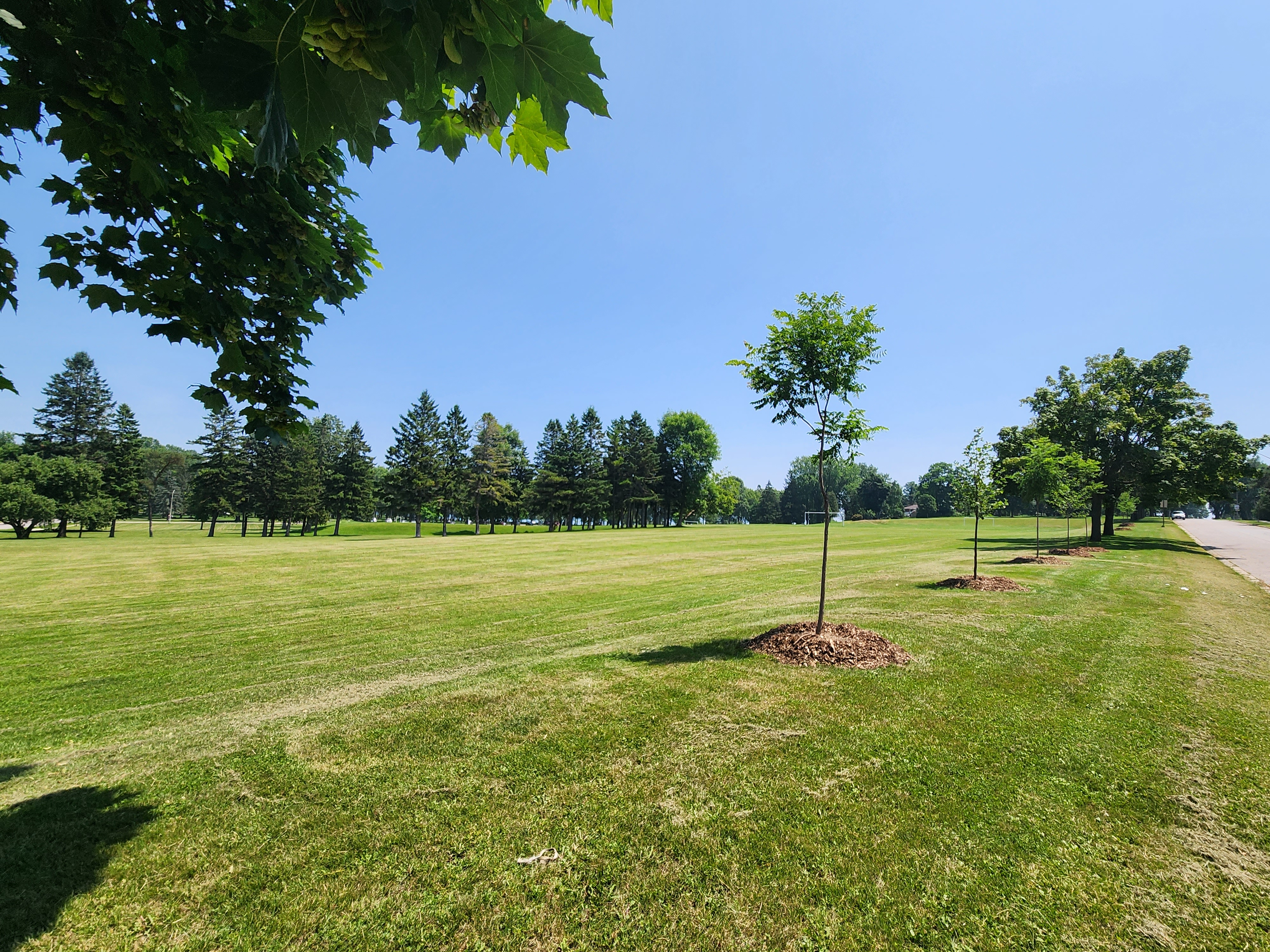 Street Trees and Tree Care City of Oshawa