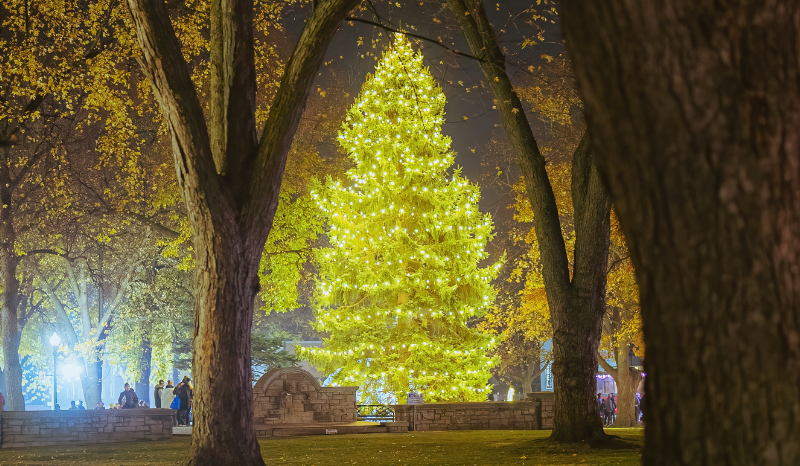 Large City Park Tree lit up in white lights with surrounding trees for official tree lighting