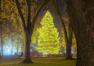 lit up Christmas tree at night