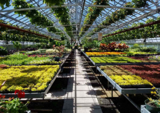 greenhouse with colourful plants and flowers