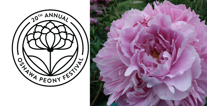 Pink peony with the 20th Annual Peony Festival Logo