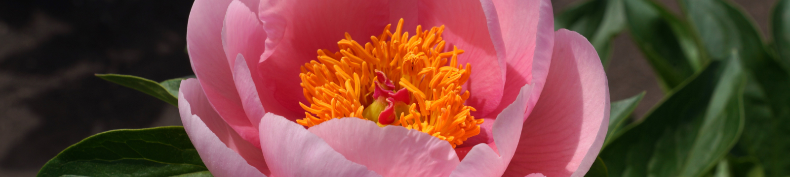 Soft Salmon Saucer Peony Photo Credit Nick Maycher