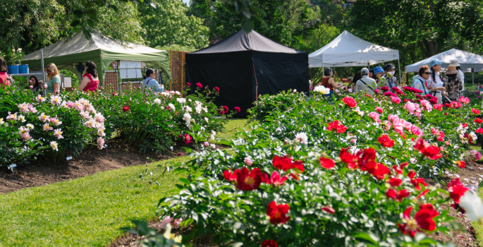 Peony gardens in full bloom with vendor tents in background and people walking by