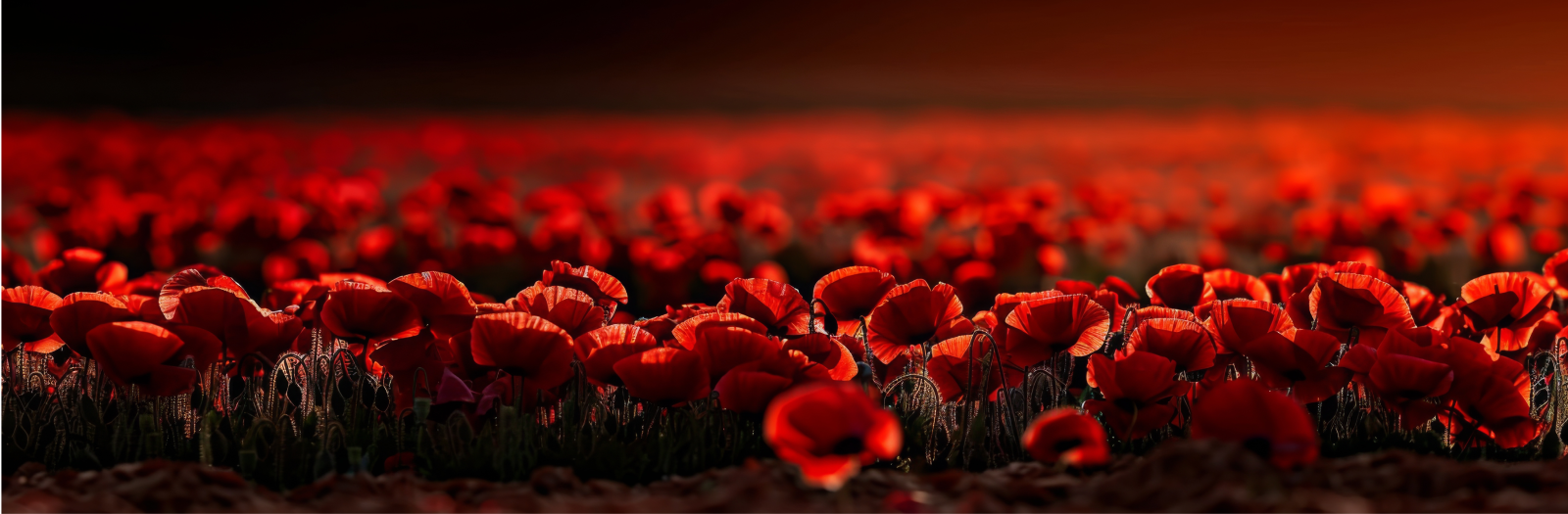 field of red poppies