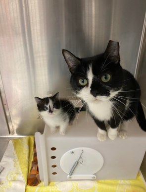 Two black and white cats